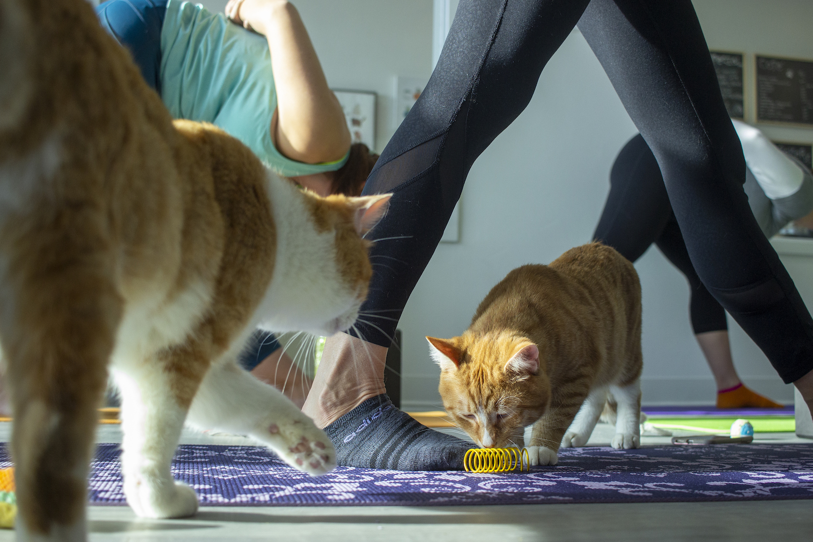 Cats wander between people's legs as they do yoga at a cat cafe